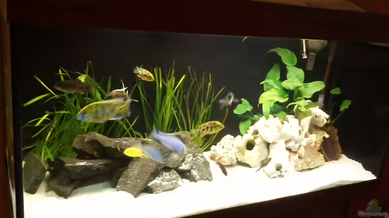 Aquarium Becken 24810  ABZUGEBEN! von ABZUGEBEN!! (5)