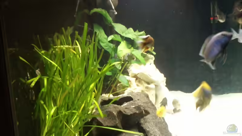 Aquarium Becken 24810  ABZUGEBEN! von ABZUGEBEN!! (6)