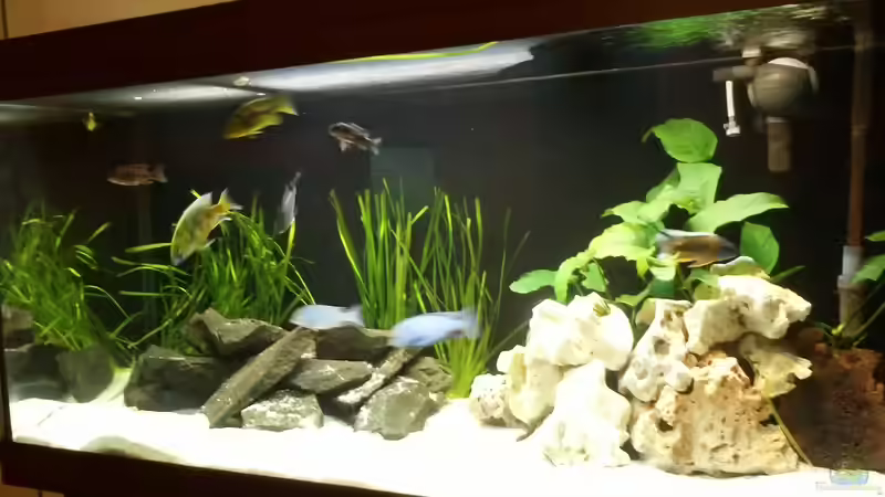 Aquarium Becken 24810  ABZUGEBEN! von ABZUGEBEN!! (7)