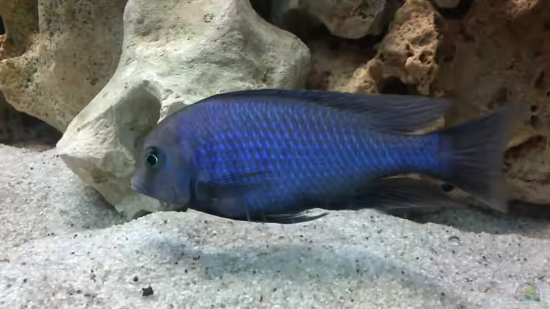 Aquarium Becken 24810  ABZUGEBEN! von ABZUGEBEN!! (8)