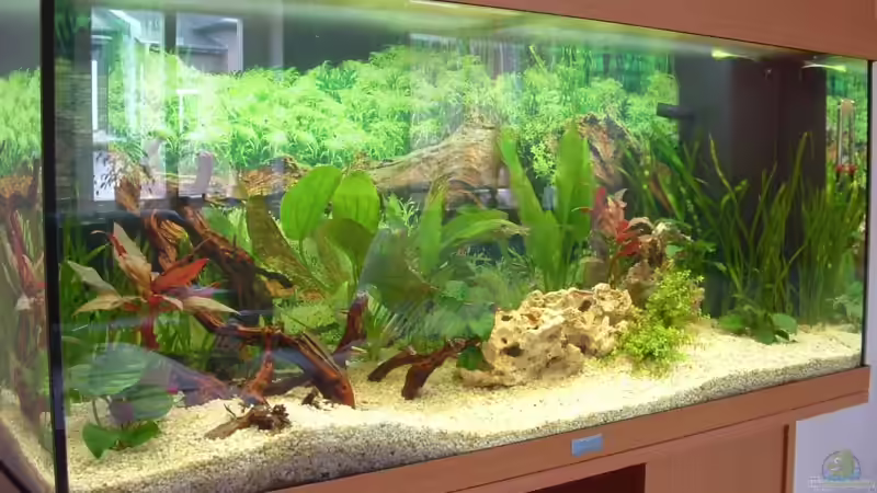 Aquarium Becken 2482 von Wolfram Weise (2)