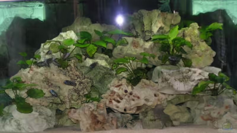 Aquarium Becken 2495 von Dirk Ramoue (6)