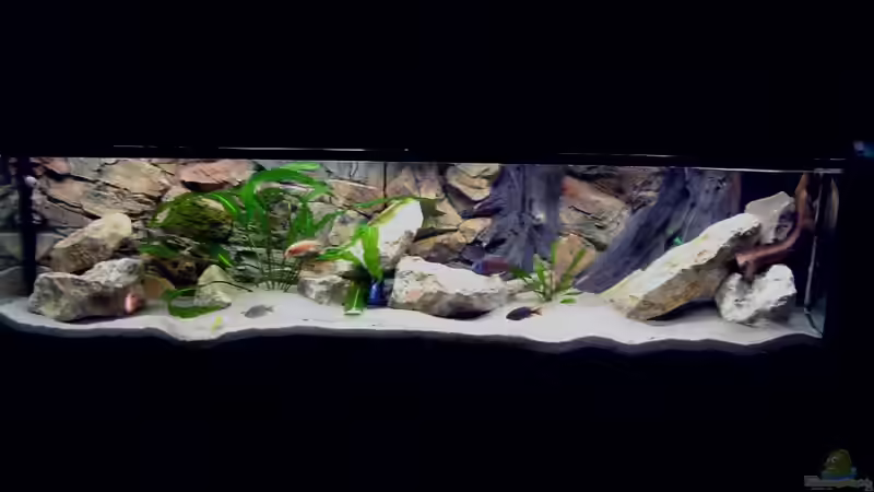 Aquarium Becken 2496 Neueinrichtung von Alexander Siefer (2)