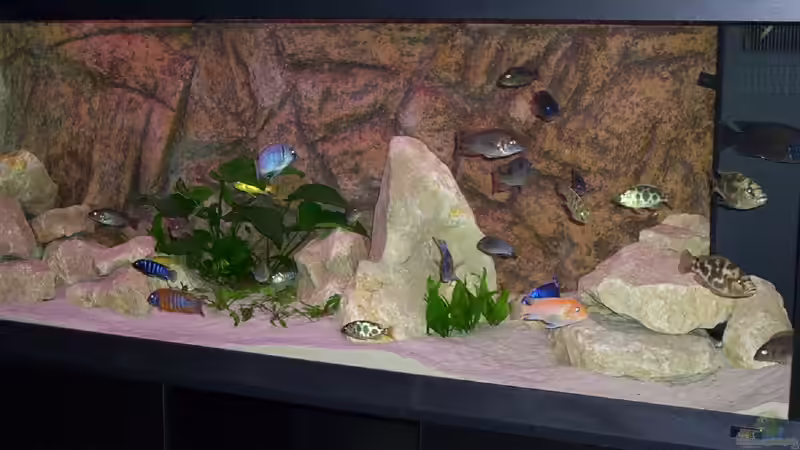 Aquarium Becken 25 von Klaus Arends (3)