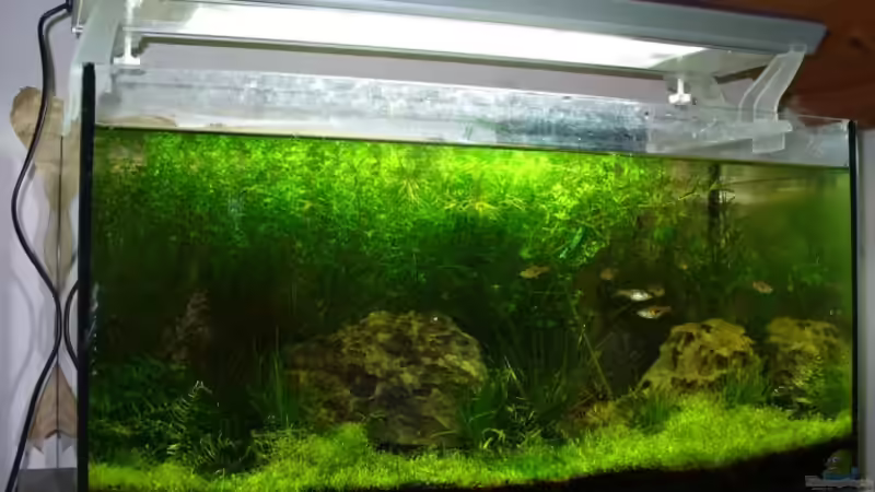 Aquarium Becken 2503 von Patrick Stobbe (2)