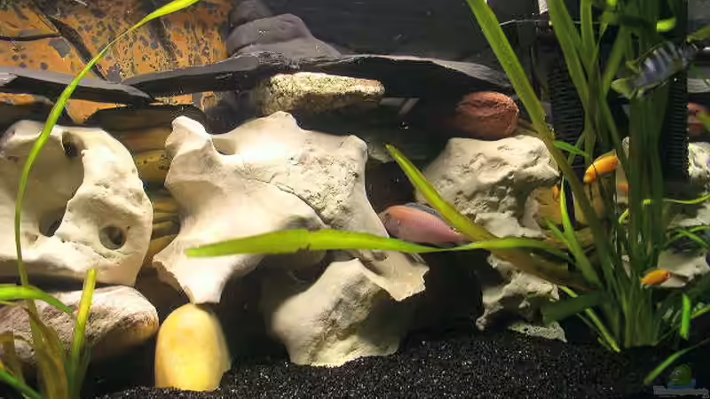 Aquarium Becken 251 von Helmut Auburger (2)