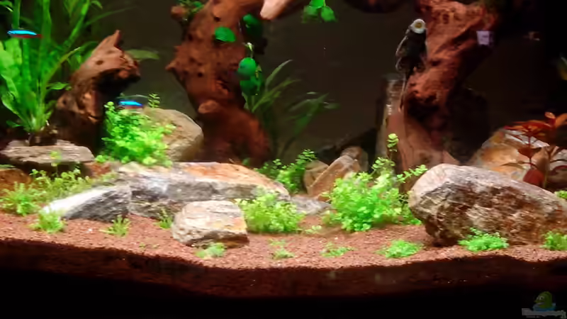 Aquarium Becken 25121 von Neulinger (3)