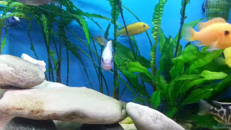 Aquarium Becken 25125 von Christoph Schroll (2)