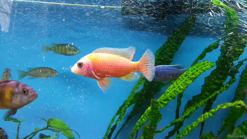 Aquarium Becken 25125 von Christoph Schroll (4)