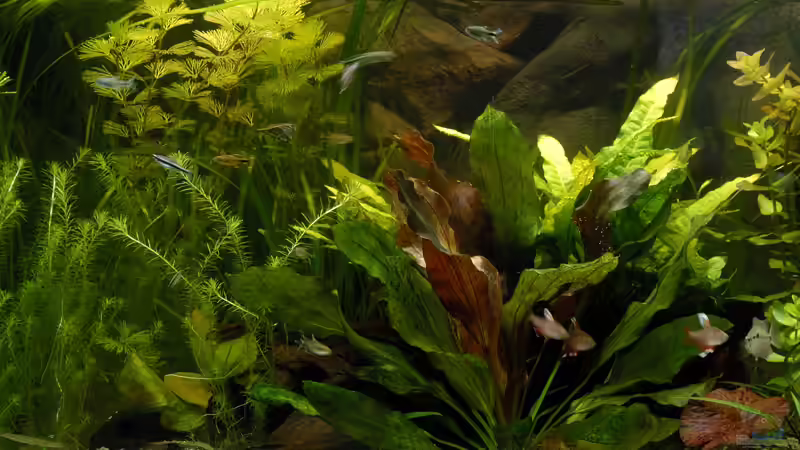 Aquarium Becken 2520 von Ralf Schick (2)