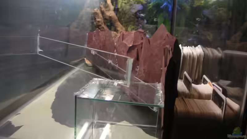 Aquarium Becken 2523 von Thomas Schlechter (5)