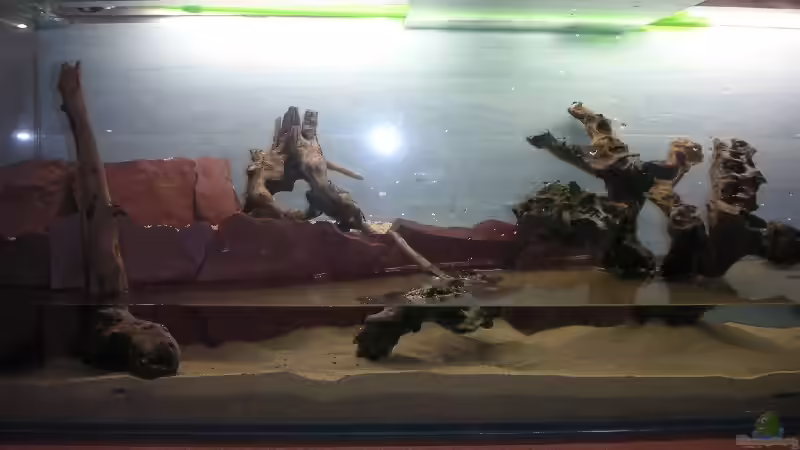 Aquarium Becken 2523 von Thomas Schlechter (8)