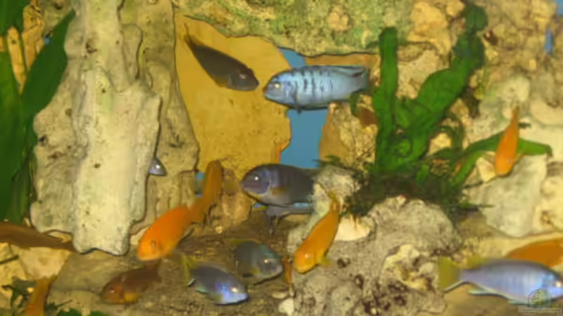 Aquarium Becken 2524 von Helmut Loehr (5)