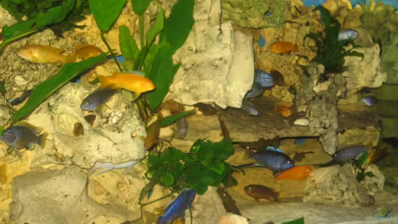 Aquarium Becken 2524 von Helmut Loehr (6)