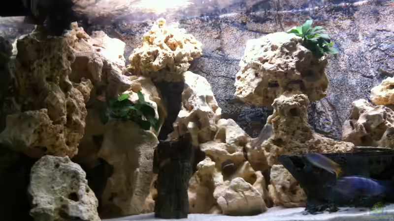 Aquarium Becken 25240 von neues becken 720 l (5)