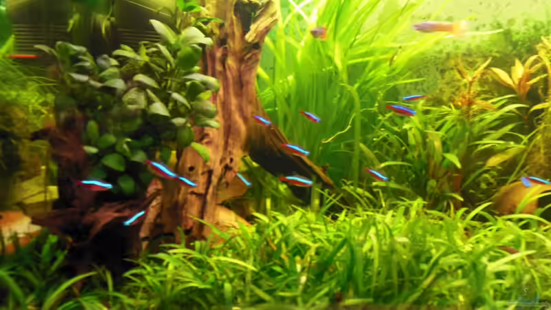 Aquarium Becken 25312 von Manne (2)