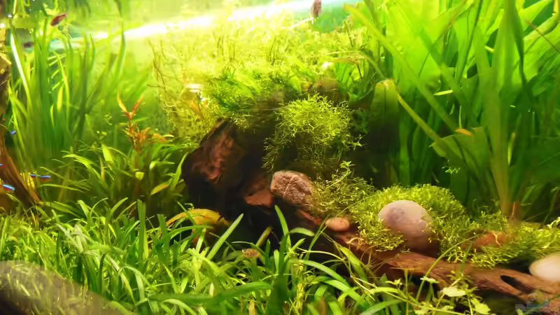 Aquarium Becken 25312 von Manne (4)