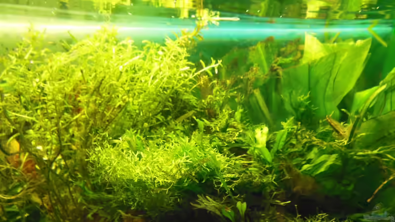 Aquarium Becken 25312 von Manne (5)