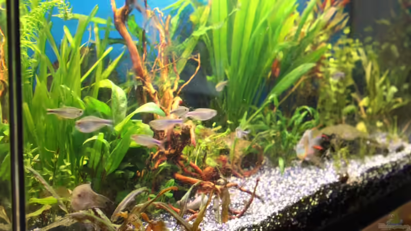 Aquarium Becken 25354 von ZoreS (2)