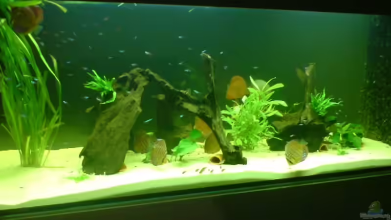 Aquarium Becken 2537 von Costa Reichl (2)