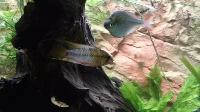 Aquarium Becken 25376 von Berry (10)