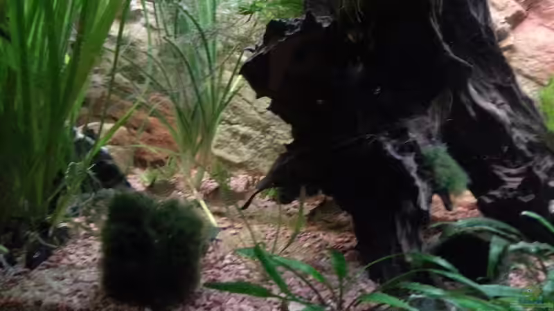 Aquarium Becken 25376 von Berry (12)