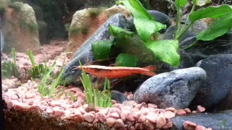 Aquarium Becken 25376 von Berry (6)