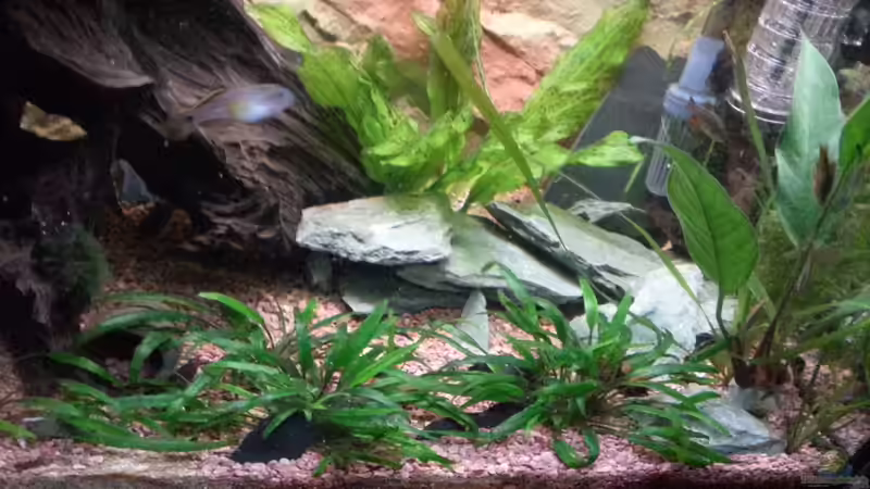 Aquarium Becken 25376 von Berry (7)