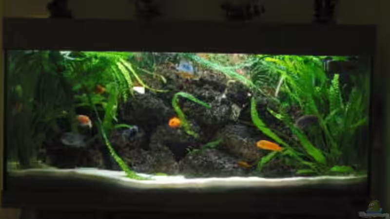 Aquarium Becken 254 von Daniel Hieber (2)