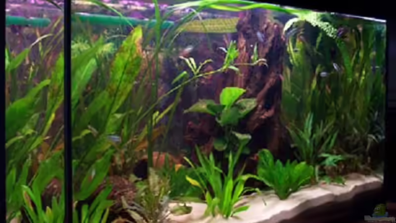 Aquarium Becken 2544 von Michael Schillerwein (2)