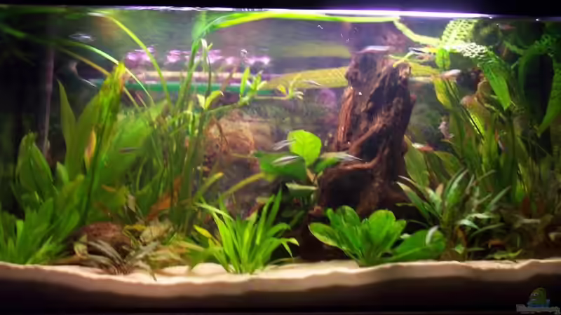 Aquarium Becken 2544 von Michael Schillerwein (3)