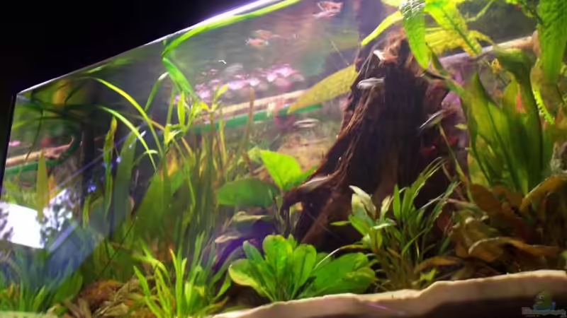 Aquarium Becken 2544 von Michael Schillerwein (4)