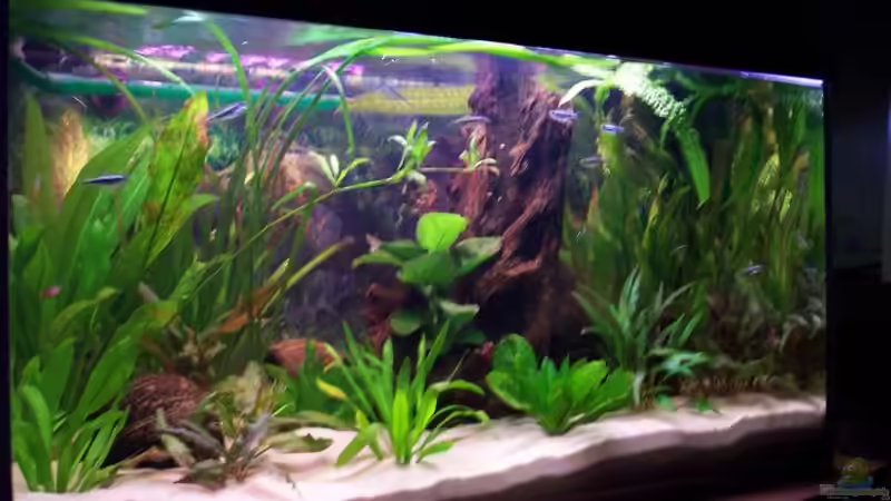 Aquarium Becken 2544 von Michael Schillerwein (6)