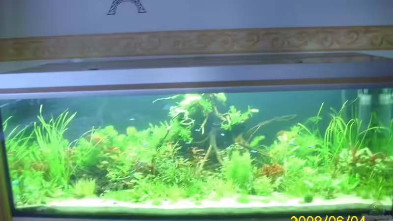 Aquarium Becken 25448 von Herbert Baier (5)