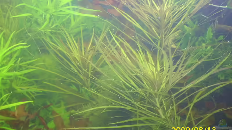 Aquarium Becken 25448 von Herbert Baier (6)