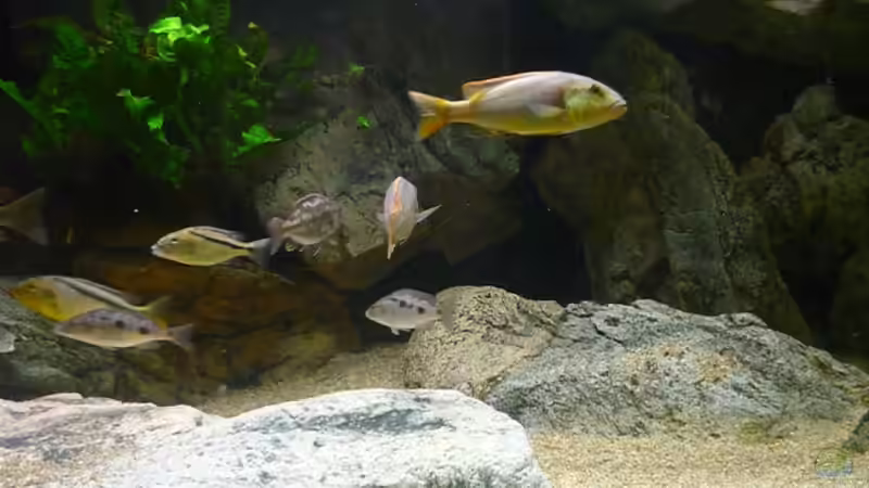 Aquarium Becken 2548 von Crenii (14)