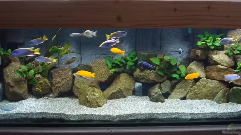 Aquarium Becken 25557 von Sven 76 (2)