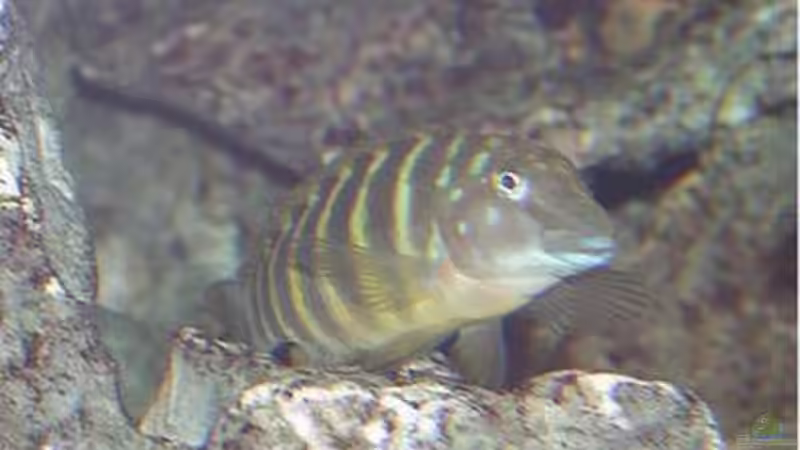 Aquarium Becken 256 von Schilling (4)