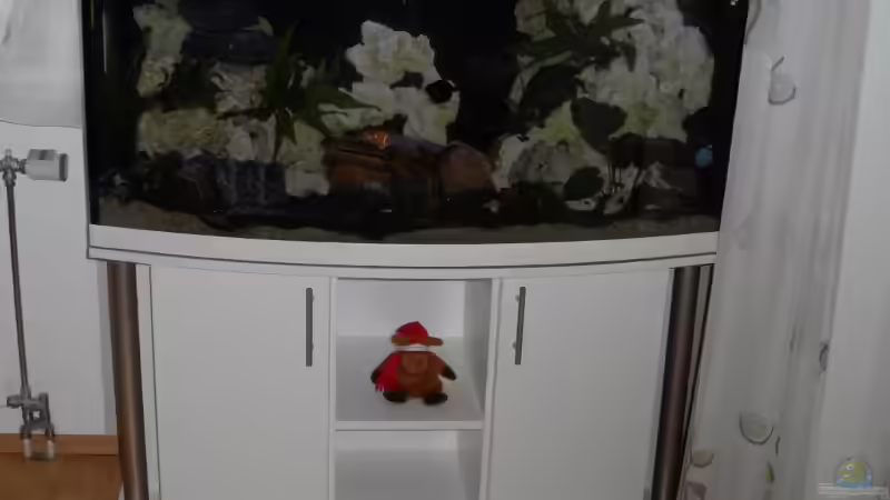 Aquarium Becken 25630 von Gerhard Zechner (2)