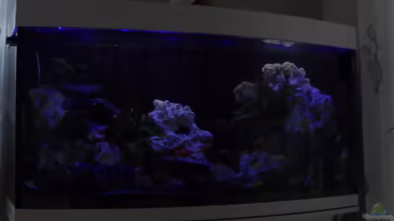 Aquarium Becken 25630 von Gerhard Zechner (4)