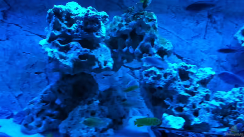 Aquarium Becken 25658 von neues becken 720 l (4)