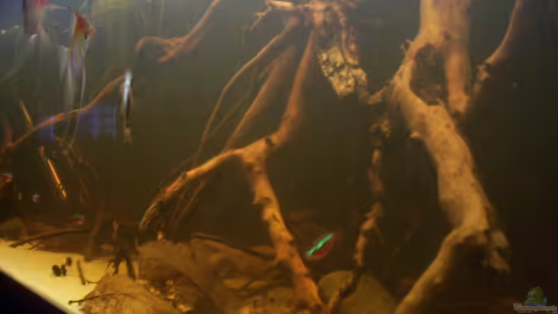 Aquarium Becken 25669 von Dr.Fishtank (10)