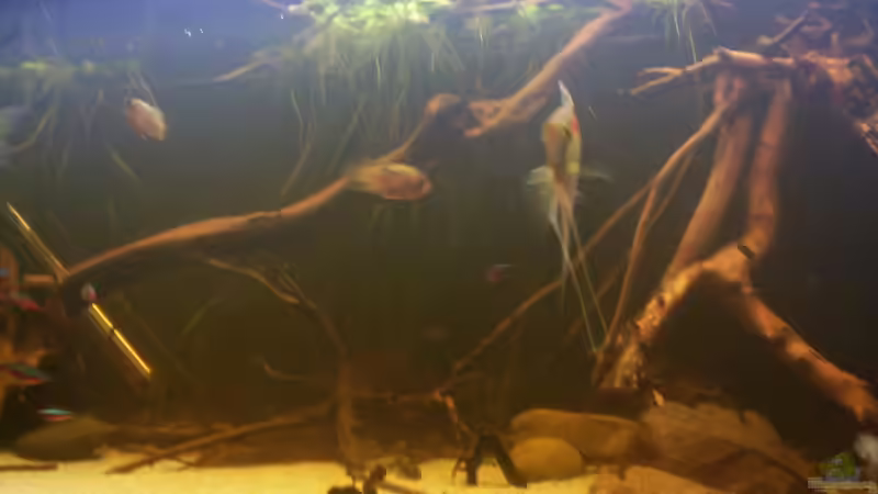 Aquarium Becken 25669 von Dr.Fishtank (11)