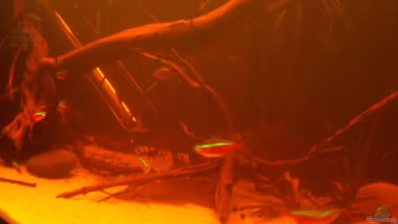 Aquarium Becken 25669 von Dr.Fishtank (12)