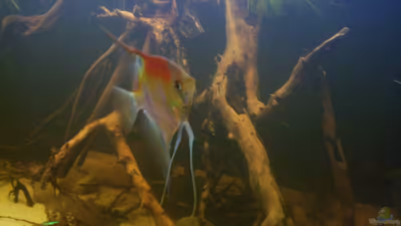 Aquarium Becken 25669 von Dr.Fishtank (13)