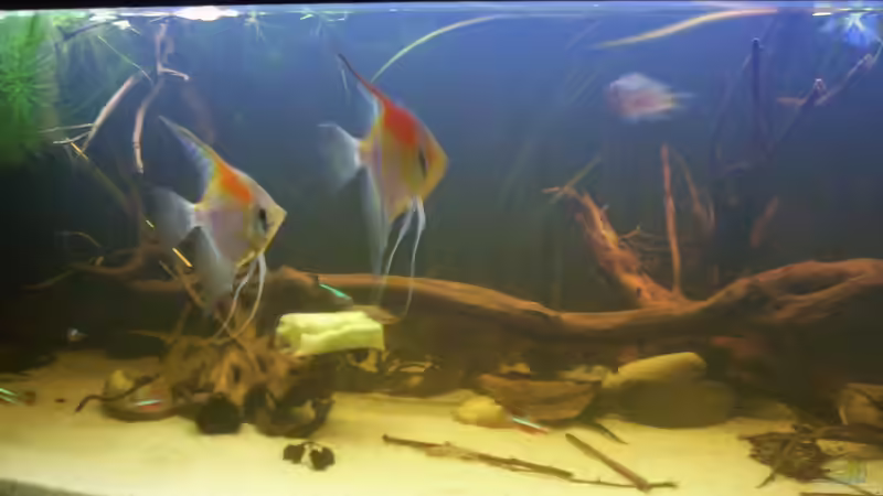 Aquarium Becken 25669 von Dr.Fishtank (14)