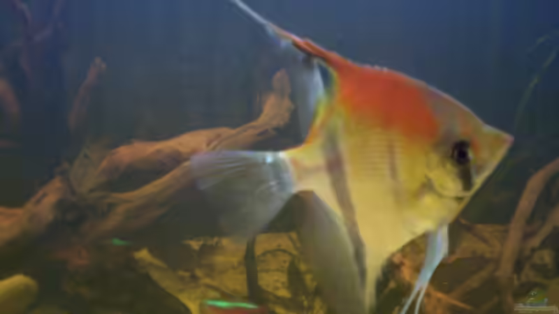 Aquarium Becken 25669 von Dr.Fishtank (15)