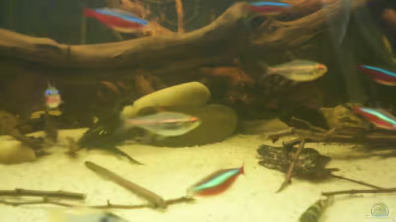 Aquarium Becken 25669 von Dr.Fishtank (16)