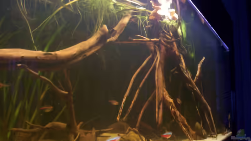 Aquarium Becken 25669 von Dr.Fishtank (3)