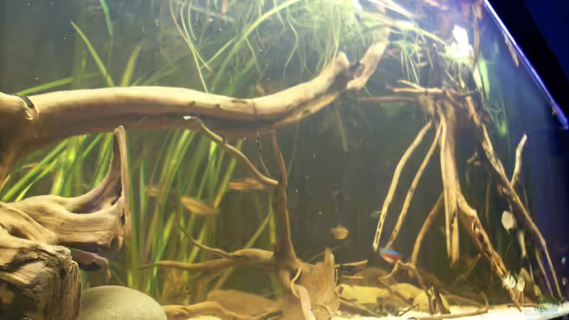 Aquarium Becken 25669 von Dr.Fishtank (4)